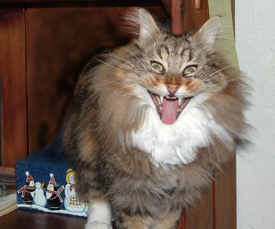 Yawning Cat Number 110