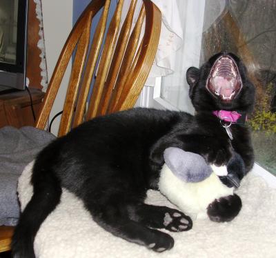 Yawning Cat Number 111