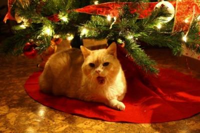 Yawning Cat Number 112