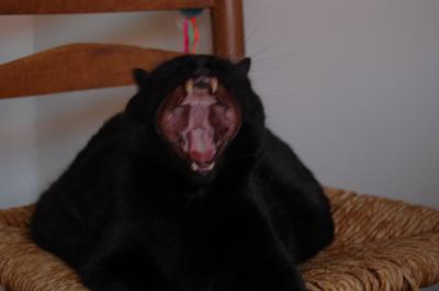 Yawning Cat Number 113