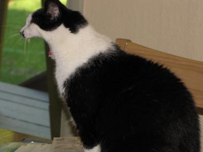 Yawning Cat Number 118