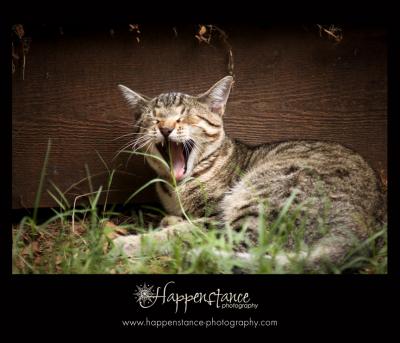 Yawning Cat Number 121