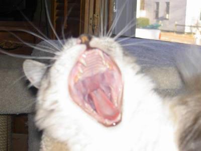 Yawning Cat Number 125