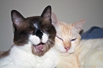 Yawning Cat Number 131