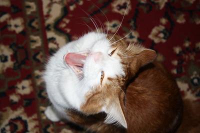 Yawning Cat Number 132