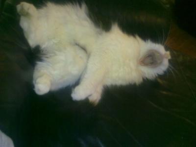 Yawning Cat Number 133