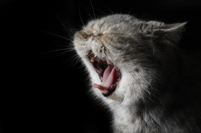 Yawning Cat Number 138