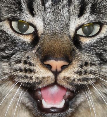 Yawning Cat Number 158