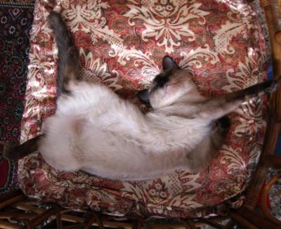 Yawning Cat Number 171