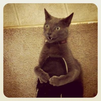 Yawning Cat Number 173