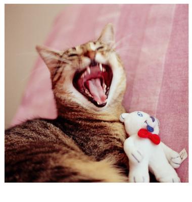 Yawning Cat Number 174