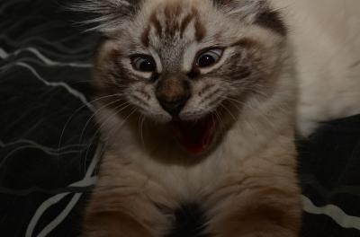 Yawning Cat Number 177