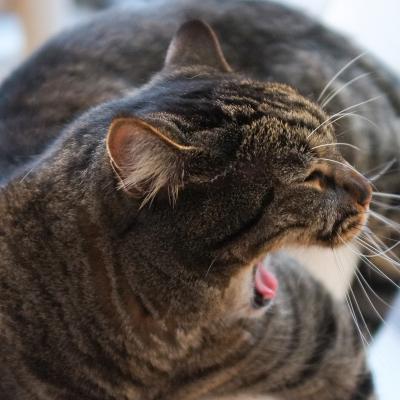 Yawning Cat Number 179