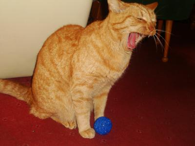 Yawning Cat Number 181