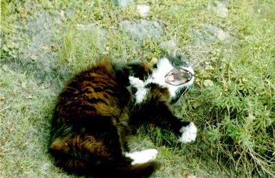 Yawning Cat Number 183