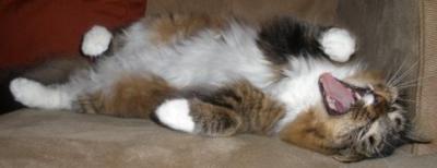 Yawning Cat Number 185