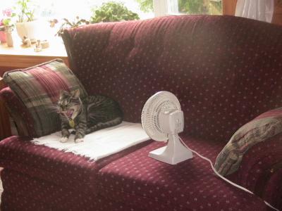 Yawning Cat Number 187