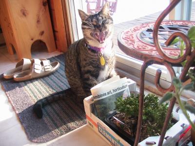 Yawning Cat Number 188