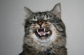 Yawning Cat Number 190