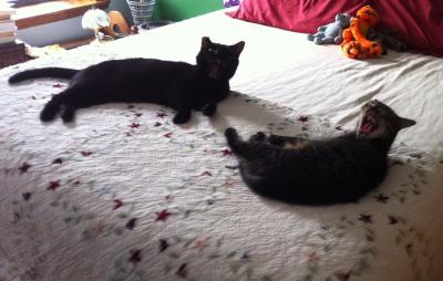 Yawning Cat Number 201