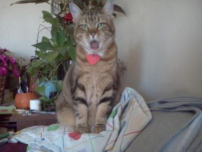 Yawning Cat Number 206