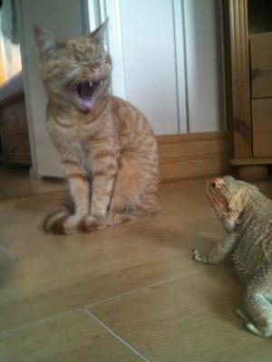 Yawning Cat Number 207