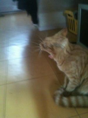 Yawning Cat Number 210