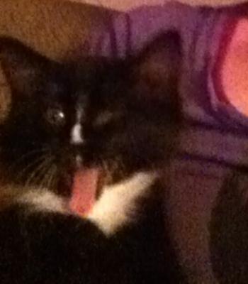 Yawning Cat Number 212