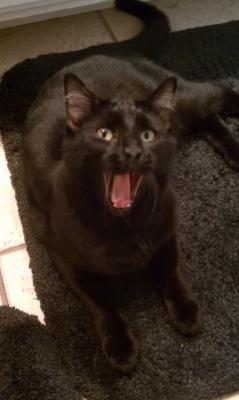Yawning Cat Number 213