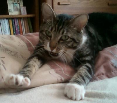 Yawning Cat Number 223