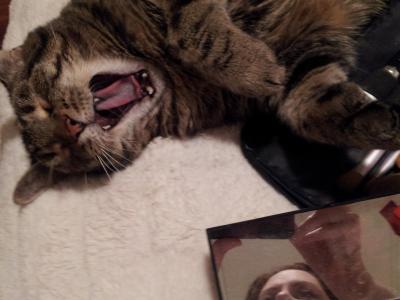 Yawning Cat Number 224