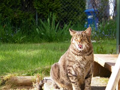 Yawning Cat Number 225