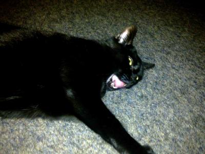 Yawning Cat Number 229