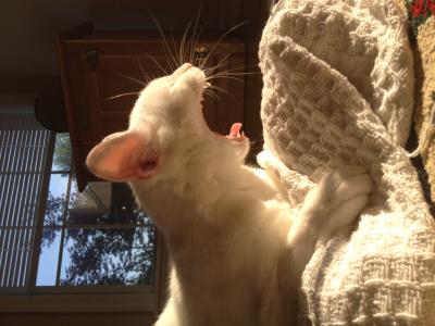 Yawning Cat Number 231