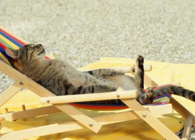 Yawning Cat Number 235