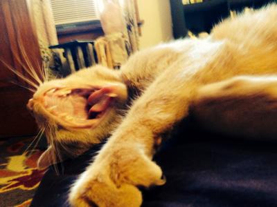 Yawning Cat Number 241