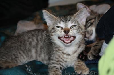 Yawning Cat Number 243