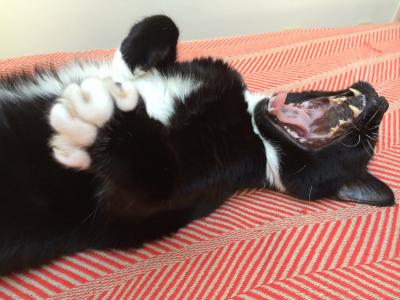 Yawning Cat Number 244