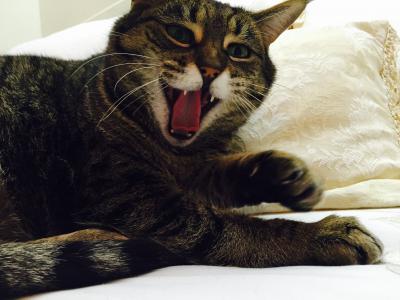 Yawning Cat Number 249