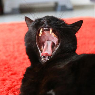 Yawning Cat Number 260